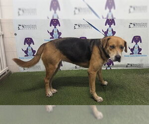 Catahoula Leopard Dog-Unknown Mix Dogs for adoption in Orlando, FL, USA