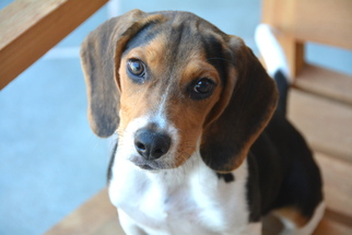 Beagle Dogs for adoption in Marina Del Rey, CA, USA