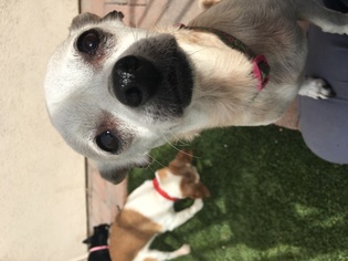 Chihuahua Dogs for adoption in tucson, AZ, USA