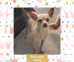 Chihuahua Dogs for adoption in Littleton, CO, USA