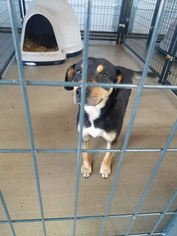Raggle Dogs for adoption in Nashville, TN, USA