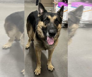 German Shepherd Dog Dogs for adoption in Forestville, MD, USA