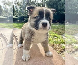 Siberian Husky-Unknown Mix Dogs for adoption in Corona, CA, USA