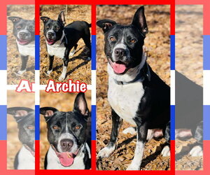 Border Collie-Unknown Mix Dogs for adoption in Social Circle, GA, USA