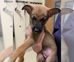 Anatolian Shepherd Dogs for adoption in Fremont, CA, USA