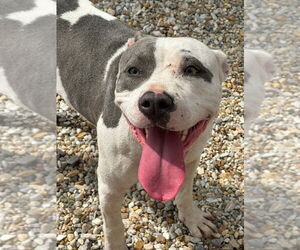 American Pit Bull Terrier Dogs for adoption in Tarboro, NC, USA