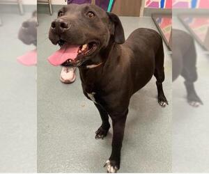 American Pit Bull Terrier-Labrador Retriever Mix Dogs for adoption in Baytown, TX, USA