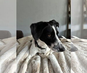 English Springer Spaniel-Unknown Mix Dogs for adoption in New London, WI, USA