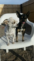 Medium Photo #44 Chihuahua-Unknown Mix Puppy For Sale in Apache Junction, AZ, USA