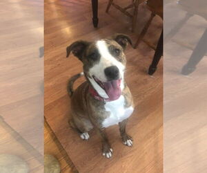 Mutt Dogs for adoption in Doylestown, PA, USA