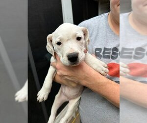 Labrador Retriever Dogs for adoption in Herndon, VA, USA