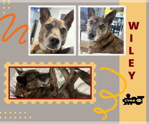 Basenji-Unknown Mix Dogs for adoption in Lindsay, CA, USA