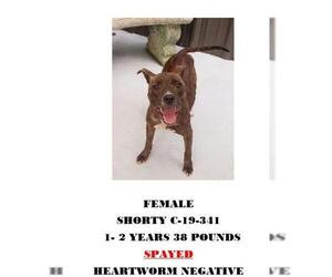 Mutt Dogs for adoption in Chester, SC, USA