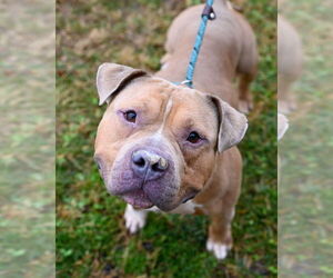 Mutt Dogs for adoption in Glen Allen, VA, USA