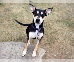 Australian Kelpie-Unknown Mix Dogs for adoption in Fort Wayne, IN, USA