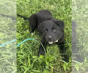 Aussiedor Dogs for adoption in Germantown, OH, USA