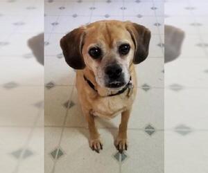Puggle Dogs for adoption in Decatur, GA, USA