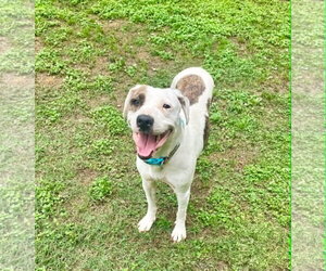 Mutt Dogs for adoption in Unionville, PA, USA