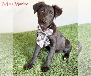 Mutt Dogs for adoption in San Diego, CA, USA