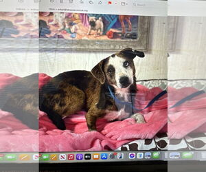 Dachshund-Unknown Mix Dogs for adoption in New Orleans, LA, USA