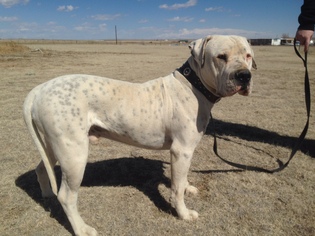 American Bulldog Dogs for adoption in Yoder, CO, USA