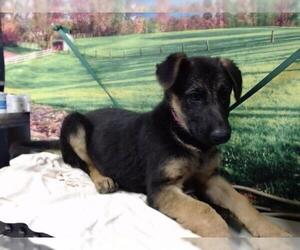 German Shepherd Dog-Unknown Mix Dogs for adoption in Moreno Valley, CA, USA
