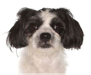 Shih Tzu-Unknown Mix Dogs for adoption in Oakland Park, FL, USA