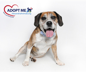 Bully Basset Dogs for adoption in Alexandria, VA, USA