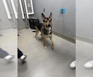 German Shepherd Dog-Unknown Mix Dogs for adoption in Las Vegas, NV, USA
