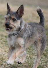 Border Terrier Dogs for adoption in West valley , UT, USA