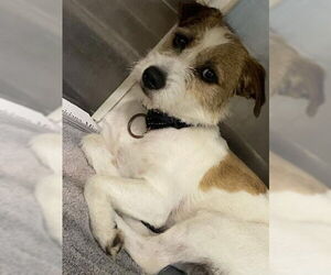 Border Terrier-Unknown Mix Dogs for adoption in New Orleans, LA, USA