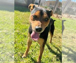 Doberman Pinscher-German Shepherd Dog Mix Dogs for adoption in Riverside, CA, USA