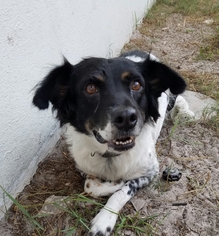 Labradinger Dogs for adoption in Bradenton, FL, USA