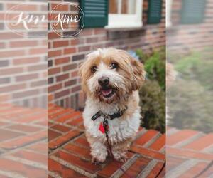 Schweenie Dogs for adoption in Maple Grove, MN, USA