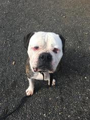American Bulldog Dogs for adoption in St Helens, OR, USA