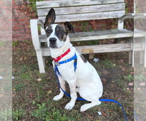 Mutt Dogs for adoption in Boston, MA, USA