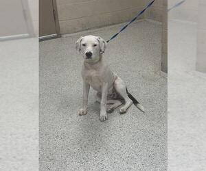 Mutt Dogs for adoption in Conroe, TX, USA