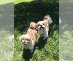 Shih Tzu Dogs for adoption in Boise, ID, USA
