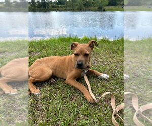 Bulldog-Unknown Mix Dogs for adoption in Tarrytown, GA, USA