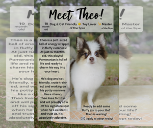 Pomeranian Dogs for adoption in Pensacola, FL, USA