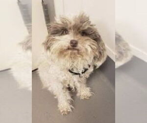 Mutt Dogs for adoption in Plymouth, MN, USA