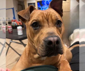 Medium Photo #2 American Pit Bull Terrier Puppy For Sale in Candler, NC, USA