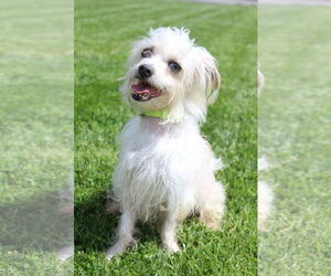 Mutt Dogs for adoption in Petaluma, CA, USA