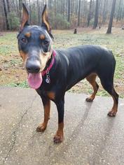 Doberman Pinscher Dogs for adoption in Columbus, GA, USA