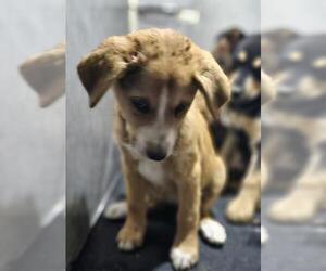 Labrador Retriever-Unknown Mix Dogs for adoption in San Antonio, TX, USA