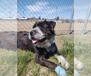 Chow Chow-Staffordshire Bull Terrier Mix Dogs for adoption in Chinook, MT, USA
