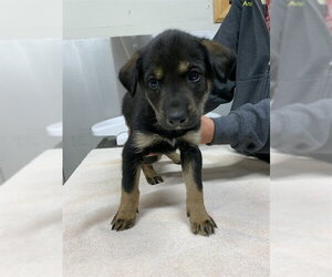 Siberian Husky Dogs for adoption in Fairbanks, AK, USA