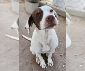 Pointer Dogs for adoption in Incline Village, NV, USA
