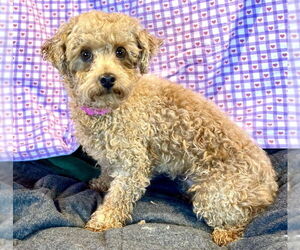 Poodle (Toy) Dogs for adoption in Bon Carbo, CO, USA