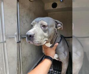 American Staffordshire Terrier Dogs for adoption in San Antonio, TX, USA